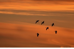 Trana (Grus grus)