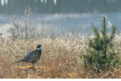 Fasan (Phasianus colchicus)