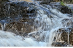 Strömstare (Cinclus cinclus)