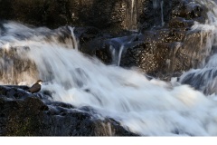 Strömstare (Cinclus cinclus)