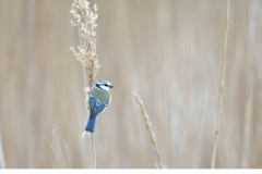 Blåmes (Cyanistes caeruleus)