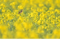 Buskskvätta (Saxicola rubetra)