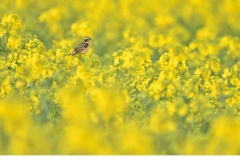 Buskskvätta (Saxicola rubetra)