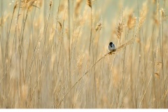 Sävsparv (Emberiza schoeniclus)