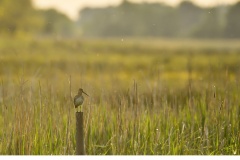 Enkelbeckasin (Gallinago gallinago)