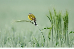 Gulärla (Motacilla flava)