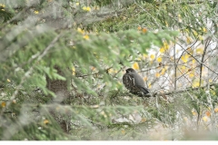 Järpe (Tetrastes bonasia)