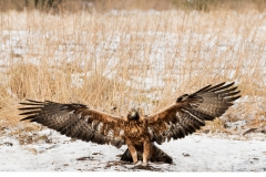 Kungsörn (Aquila chrysaetos)