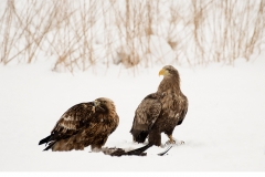 Kungsörn (Aquila chrysaetos)  Havsörn (Haliaeetus albicilla)