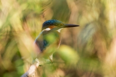 Kungsfiskare (Alcedo atthis)