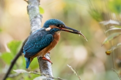 Kungsfiskare (Alcedo atthis)