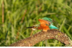 Kungsfiskare (Alcedo atthis)