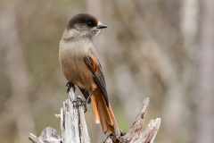 Lavskrika (Perisoreus infaustus)