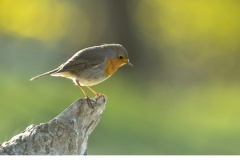 Rödhake (Erithacus rubecula)