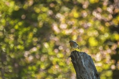 Rödhake-Erithacus-rubecula)