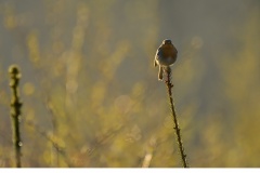 Rödhake (Erithacus rubecula)