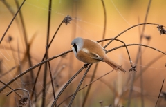 Skäggmes (Panurus biarmicus)