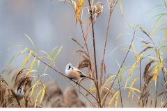 Skäggmes (Panurus biarmicus)