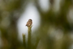 Sparvuggla (Glaucidium passerinum)