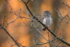 Sparvuggla (Glaucidium passerinum)