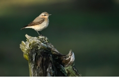 Stenskvätta (Oenanthe oenanthe)