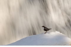Strömstare (Cinclus cinclus)