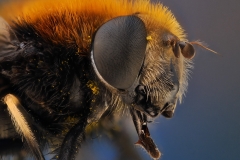 Mörkslamfluga (Eristalis intricaria)