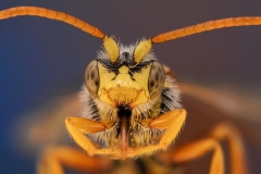 Sälggökbi (Nomada lathburiana) hane