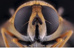 Slamfluga (Eristalis.sp)