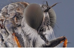 Rovfluga (Tolmerus atricapillus)