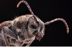 Gråbandad getingbock (Xylotrechus rusticus)