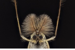 Fjädermygga (Chironomidae)