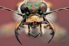 Brun sandjägare (Cicindela hybrida)