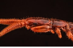 Brun-stenkrypare (Lithobius forficatus)