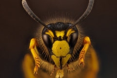 Geting (Vespula ssp.)