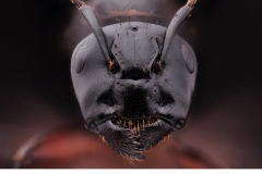 Hushästmyra (Camponotus herculeanus)