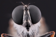 Rovfluga (Tolmerus atricapillus)