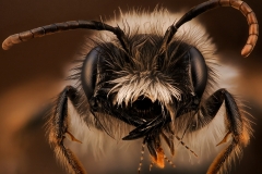 Sälgsandbi (Andrena vaga) hane