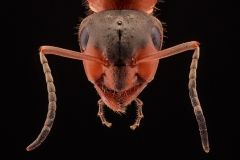 Skogsrödmyra (Myrmica ruginodis)