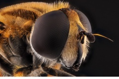 Slamfluga (Eristalis.sp)