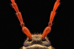 Smalbandad-ekbarkbock (Plagionotus arcuatus)