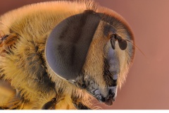 Storslamfluga (Eristalis tenax)