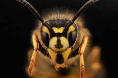 Vanlig geting (Vespula vulgaris)