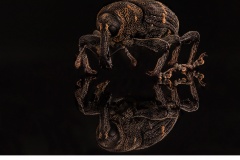 Vanlig snytbagge (Hylobius abietis)