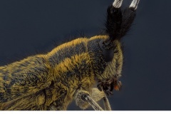 Tistelbock (Agapanthia villosoviridescens)