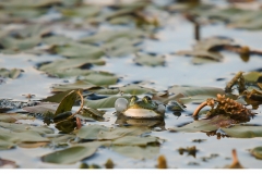 Ätlig groda (Pelophylax esculentus)