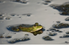 Ätlig groda (Pelophylax esculentus)