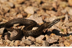 Huggorm (Vipera berus)