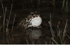 Grönfläckig padda (Bufotes variabilis)