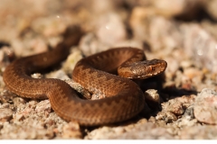 Huggorm (Vipera berus)